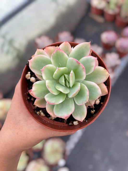 Echeveria Lemon Lime Variegada