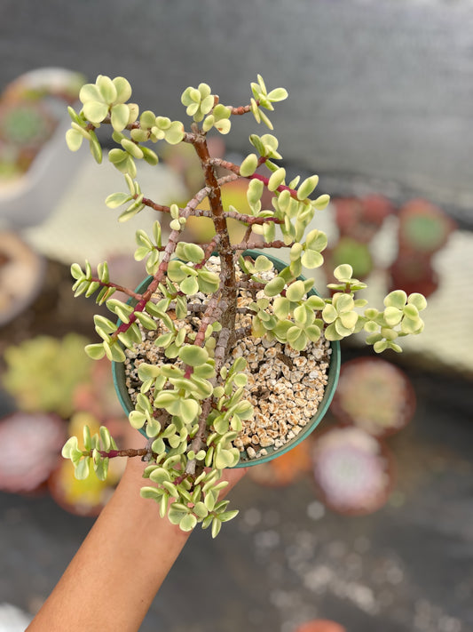 Portulacaria Afra Variegada