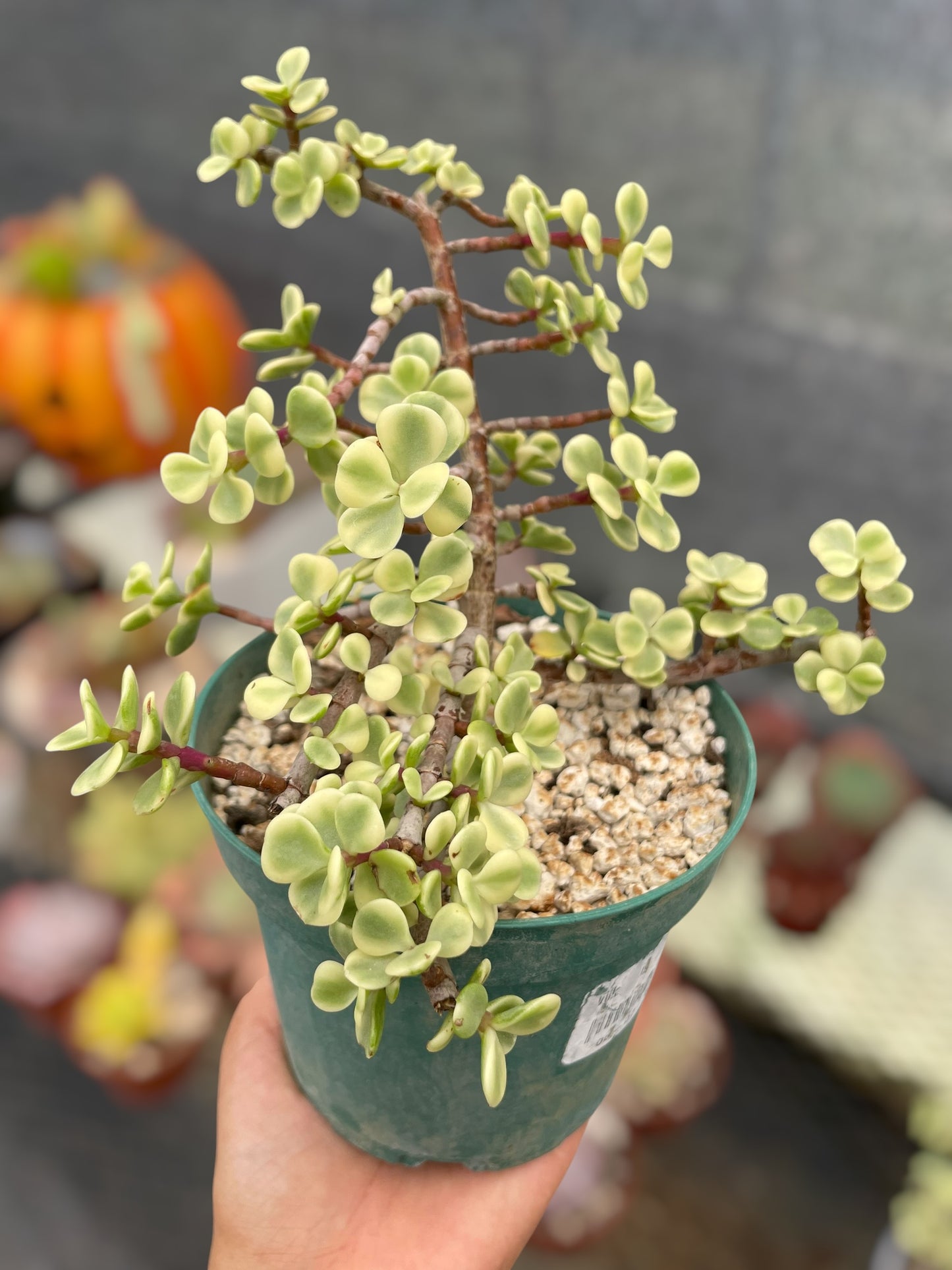 Portulacaria Afra Variegada