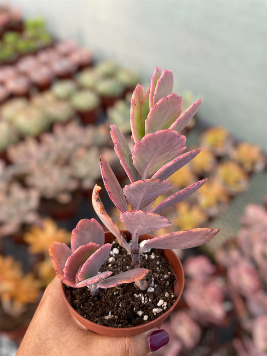 Kalanchoe Fedtschekoi