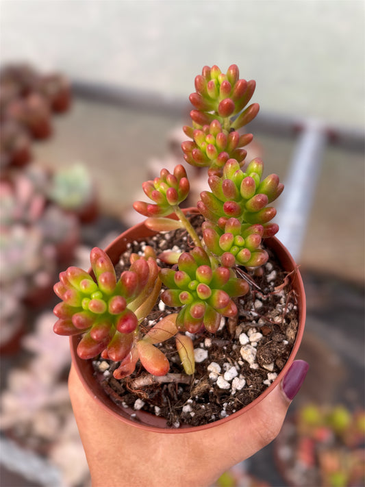 Sedum Rubrotinctum
