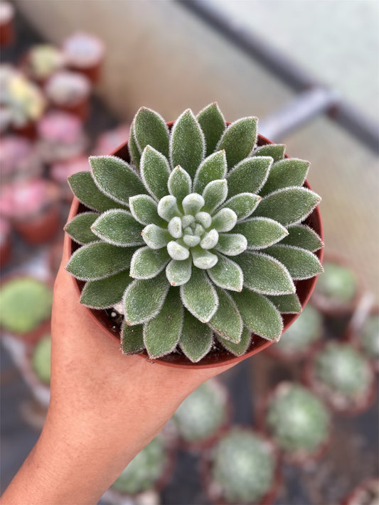 Echeveria Setosa