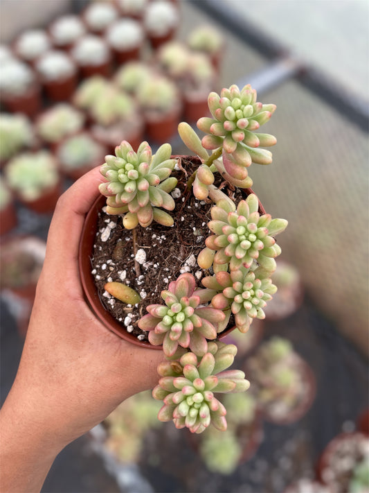 Sedum Rubrotictum Aurora