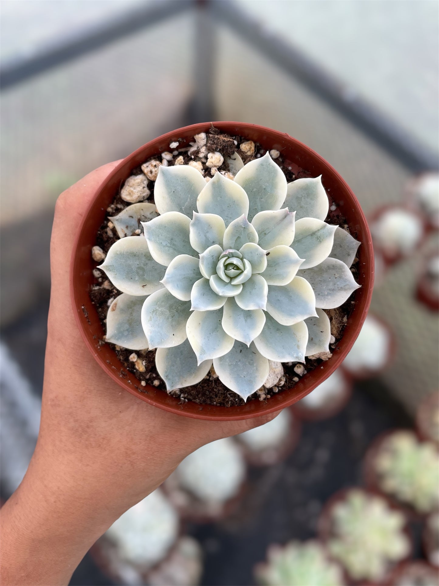 Echeveria Subsesilis Variegada
