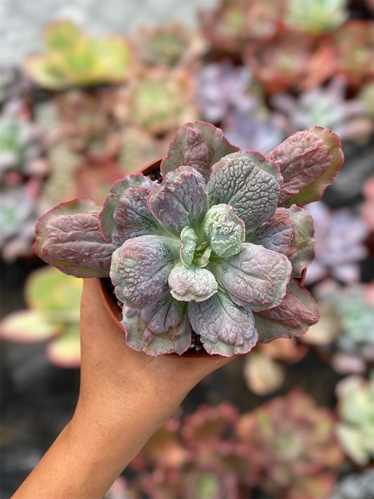Echeveria Linguas