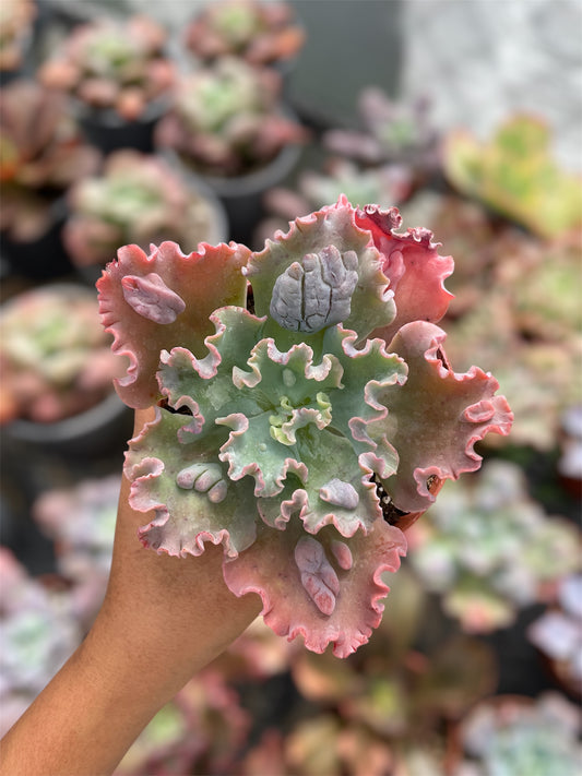Echeveria Verrugas