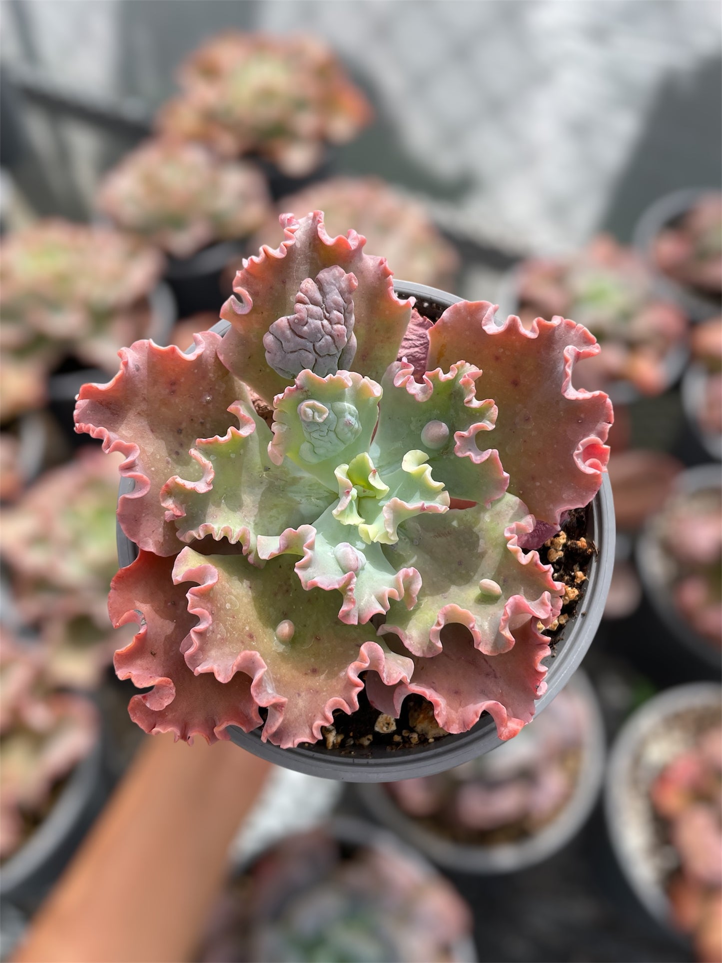 Echeveria Verrugas