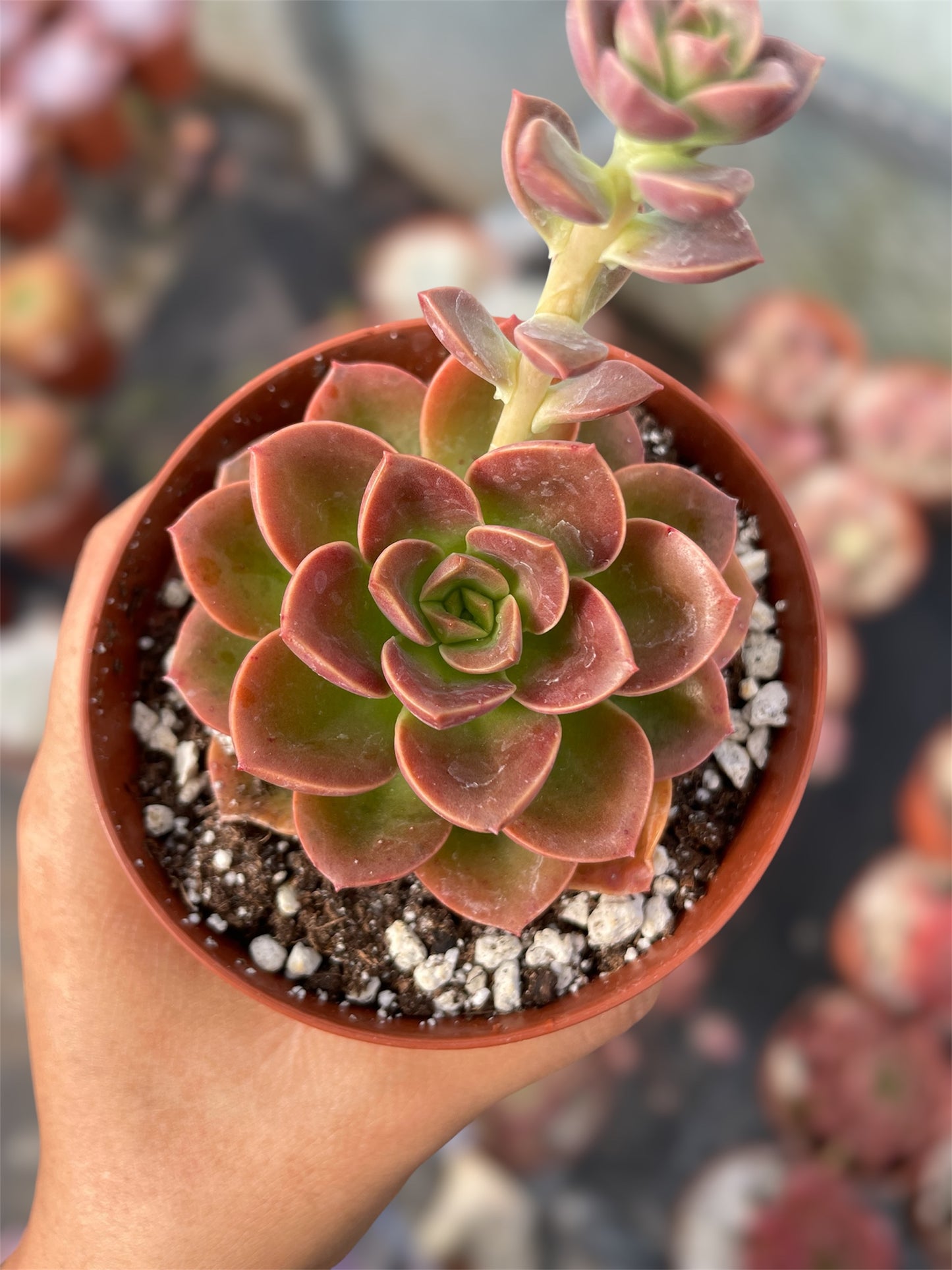 Echeveria Melaco