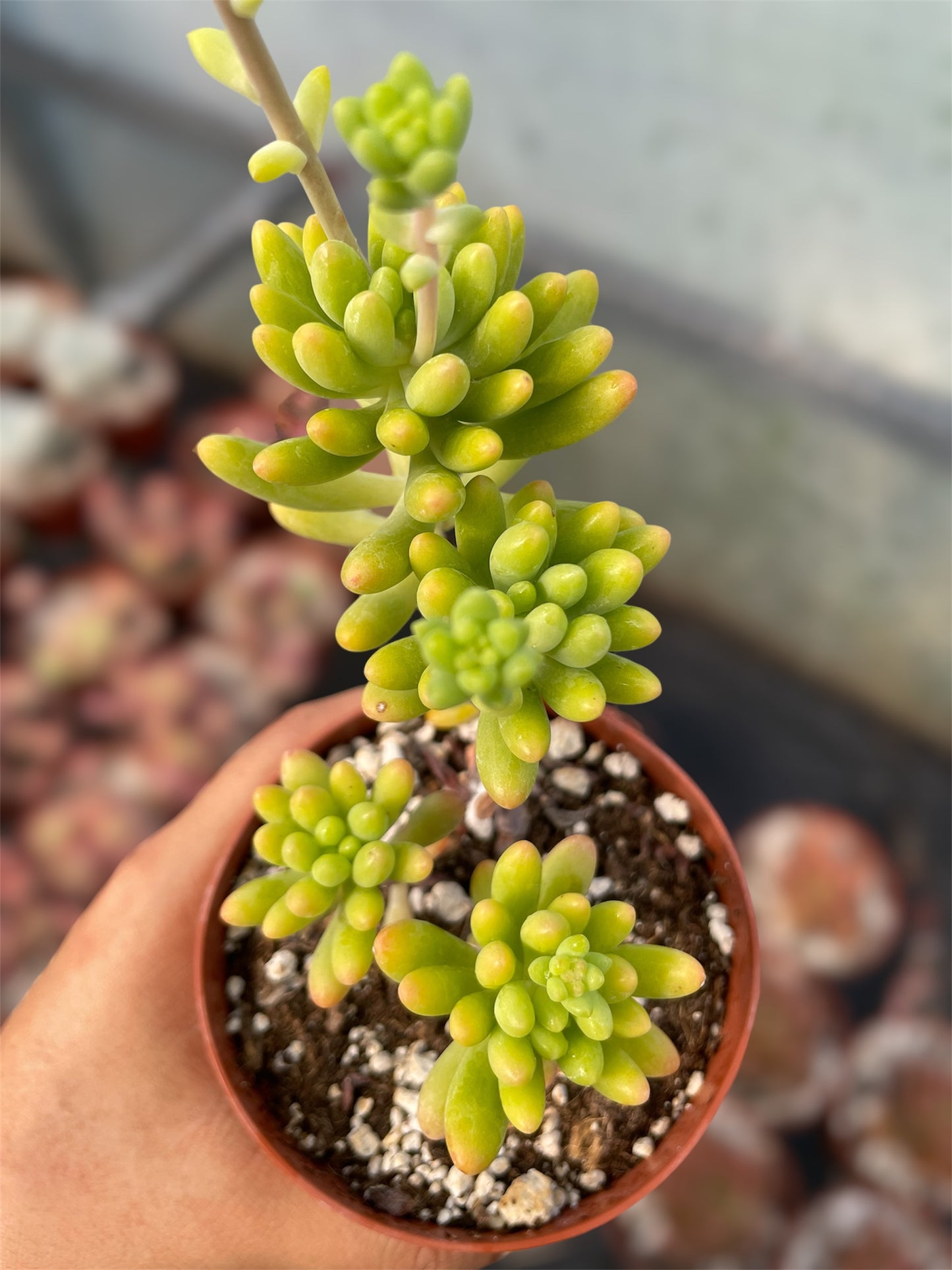 Sedum Sin ID