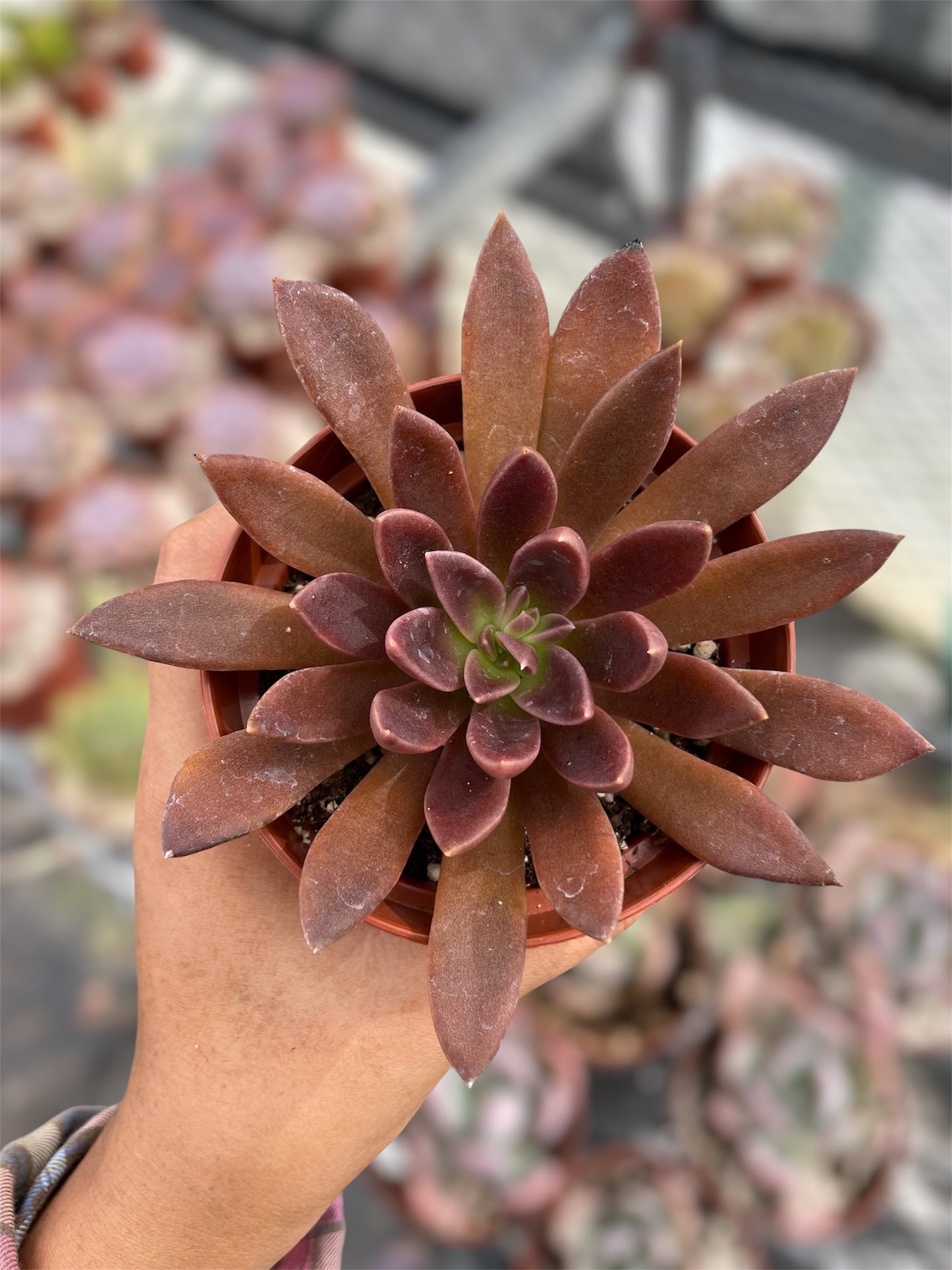 Echeveria Serrana