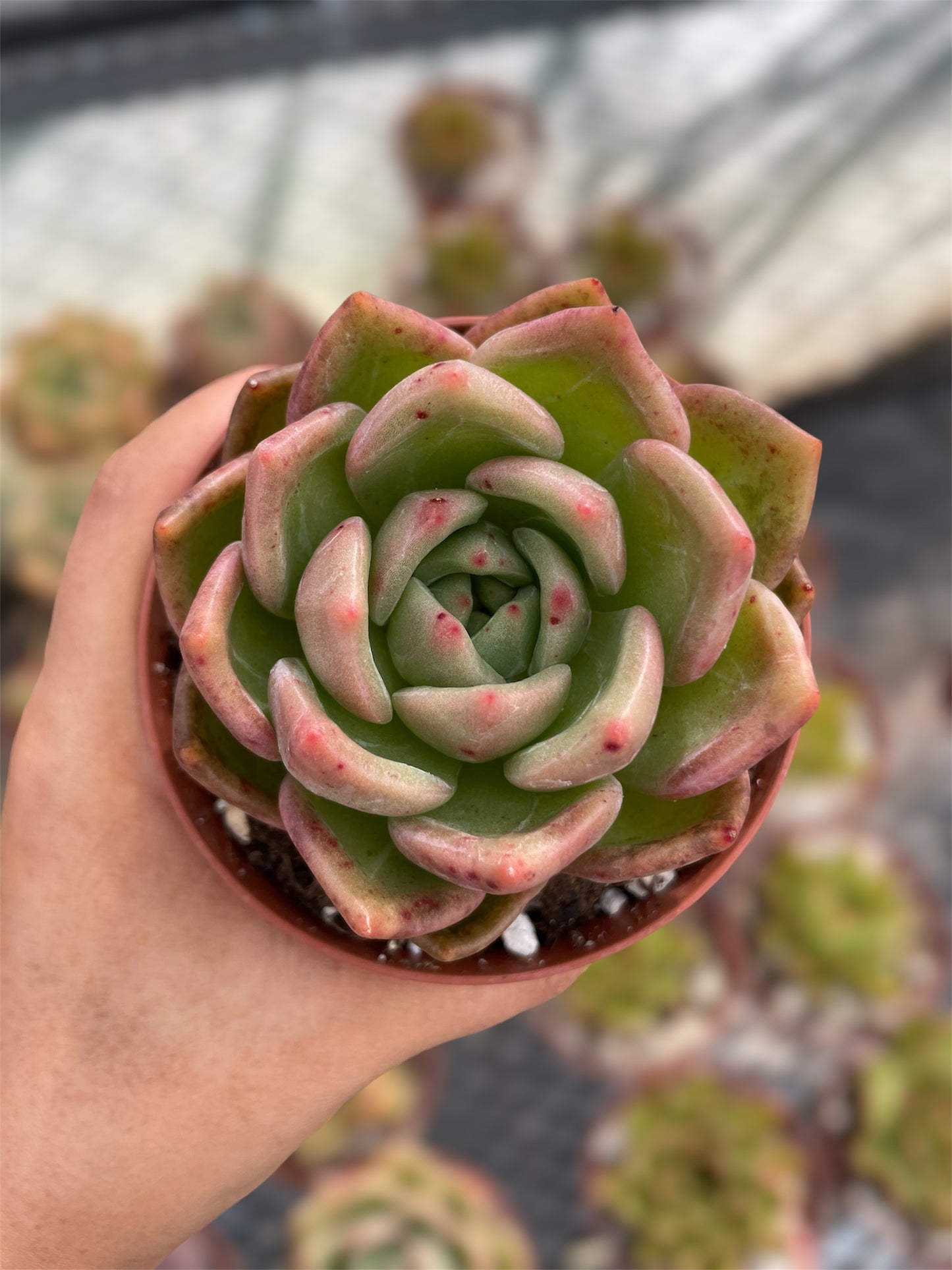 Echeveria Champán