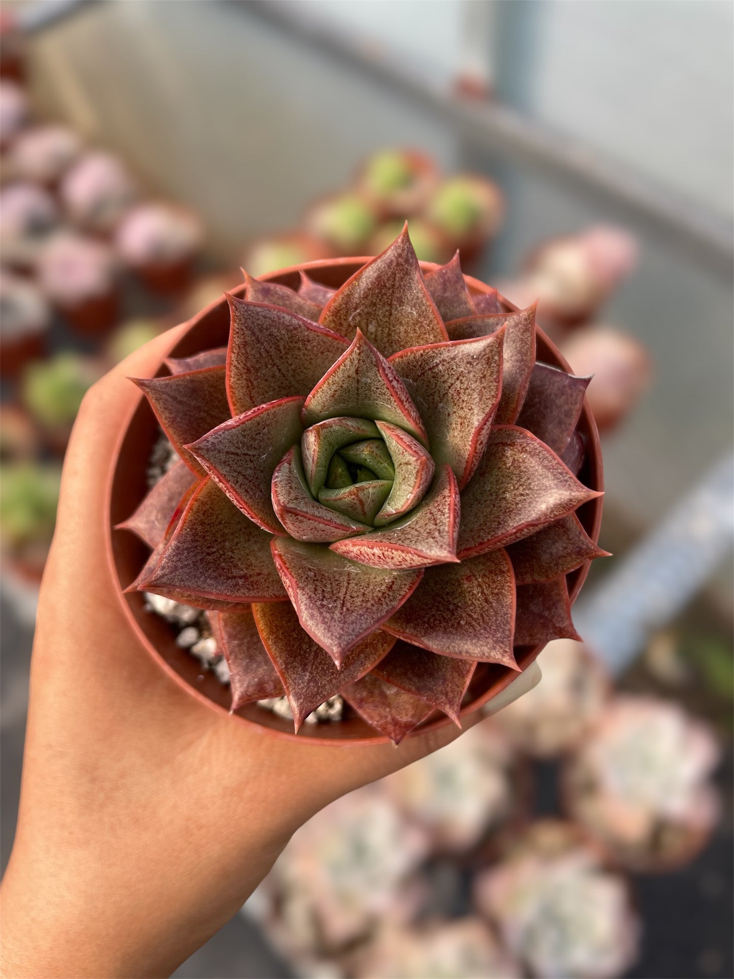 Echeveria Purpusorum