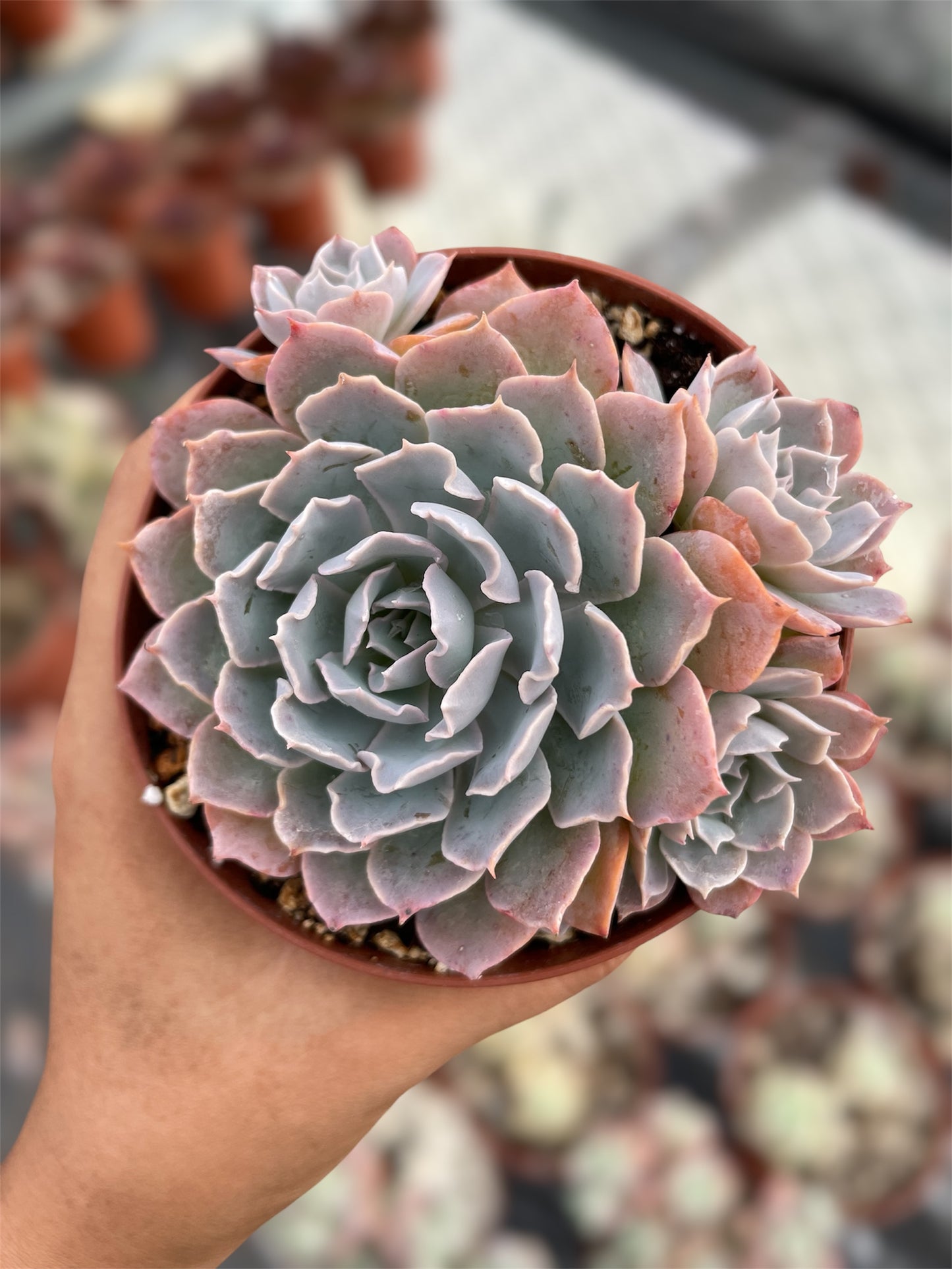 Echeveria Shaviana