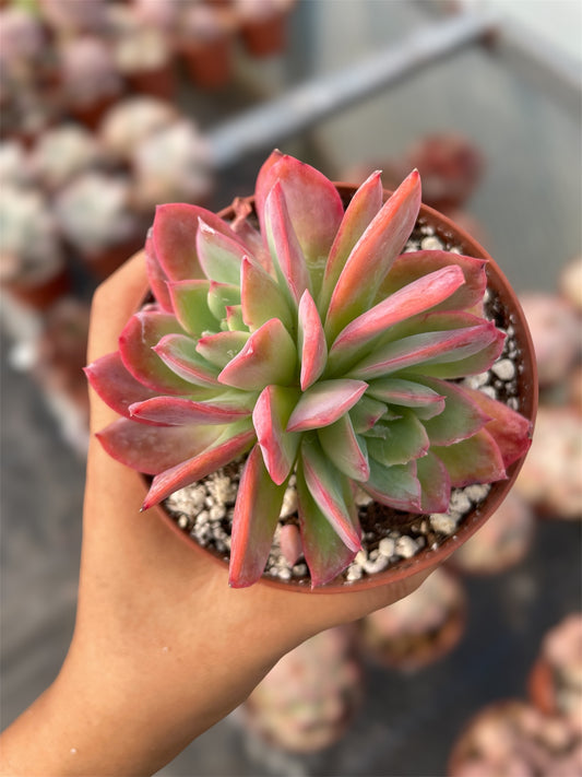 Echeveria Lemon Lime - "Nuevo Drop"