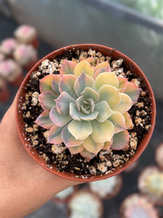 Echeveria Blue Hero - "Nuevo Drop"