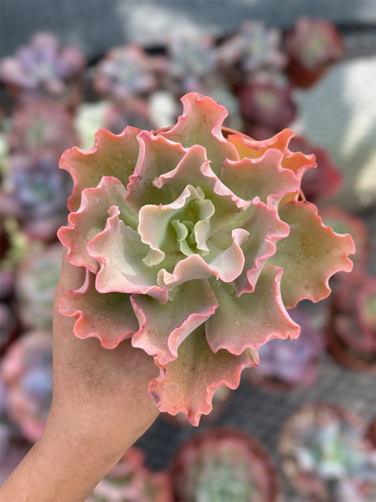 Echeveria Blue Giant - "Nuevo Drop"