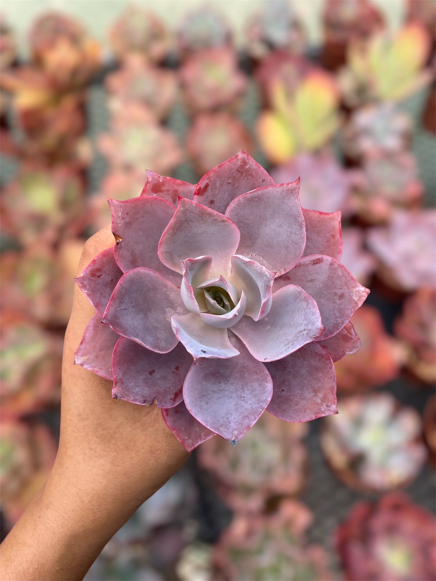 Echeveria Afterglow - "Nuevo Drop"