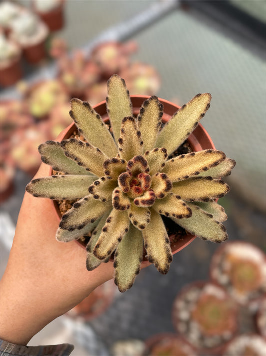 Kalanchoe Tomentosa Café