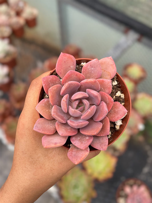 Echeveria Debbie