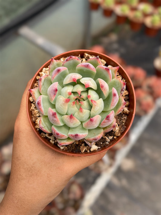 Echeveria Chihuahuaensis - "Nuevo Drop"