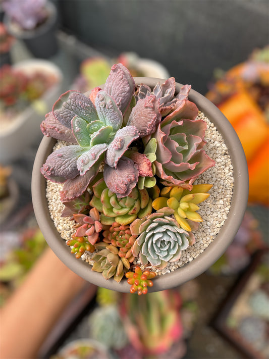 Arreglo Explosión Tropical