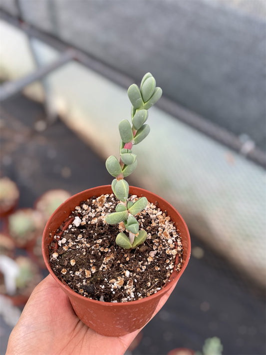 Delosperma Lehmannii