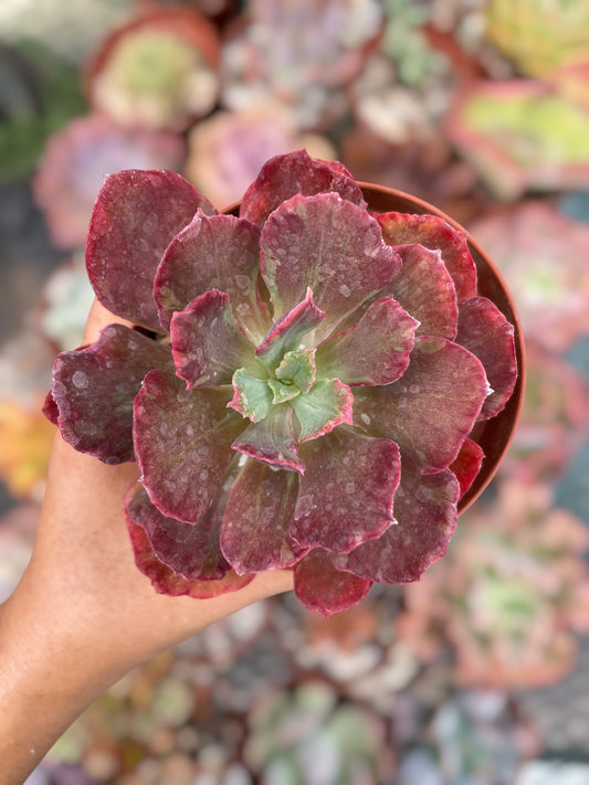 Echeveria Diamond State