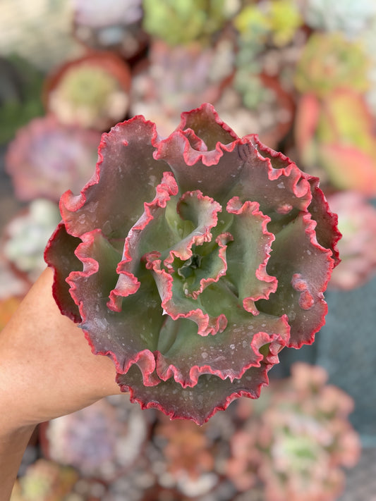 Echeveria Mauna loa
