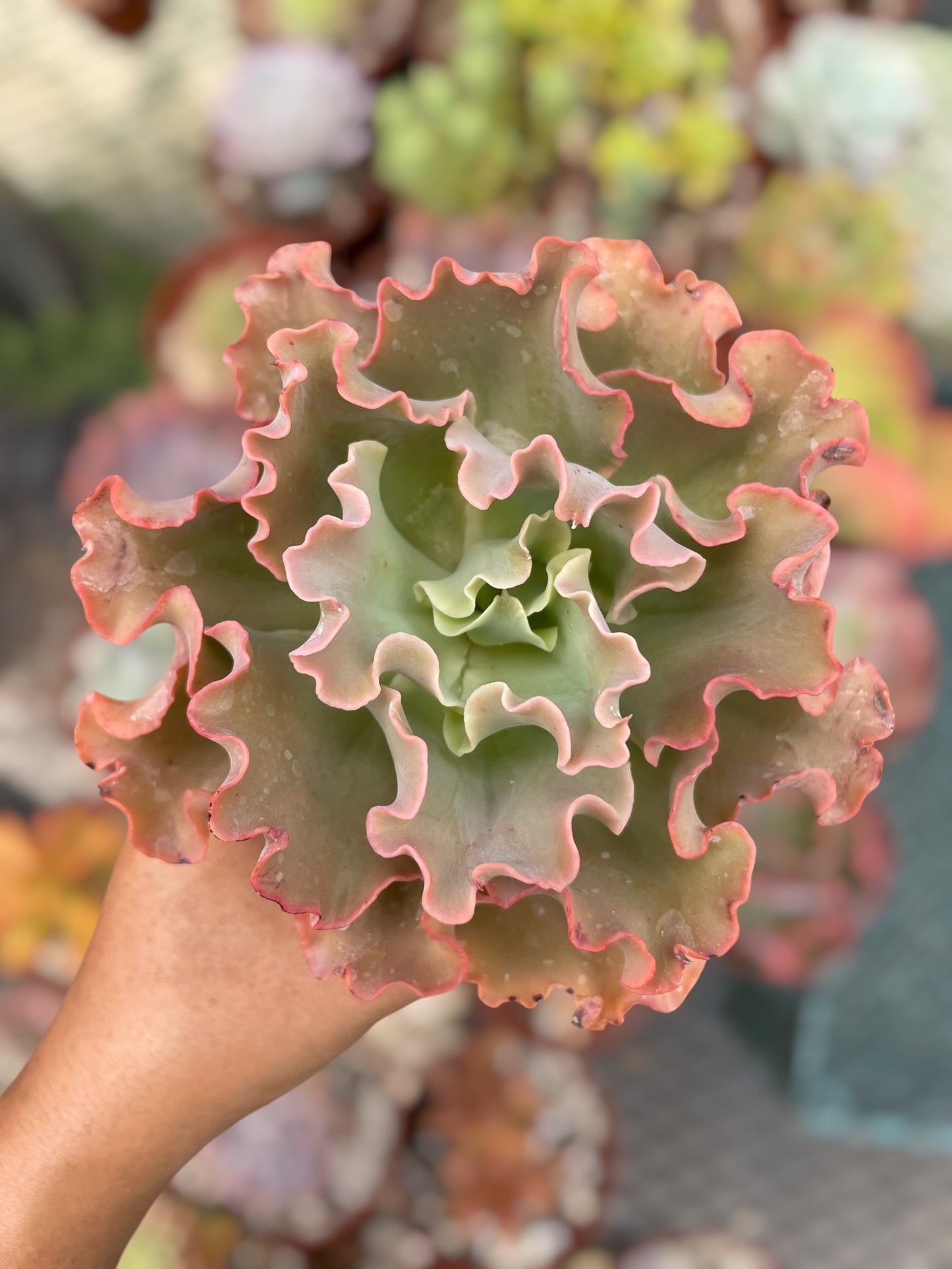 Echeveria Blue Giant