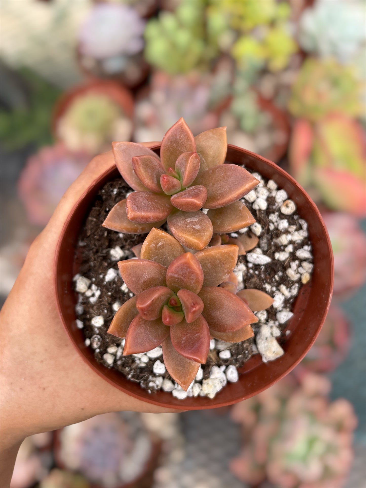Graptosedum Bronce