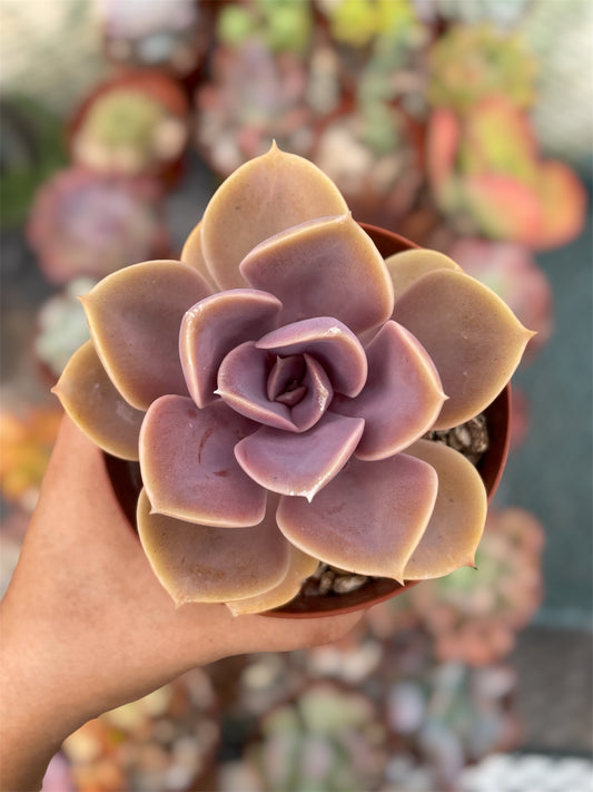 Echeveria Perle Von Nurnberg