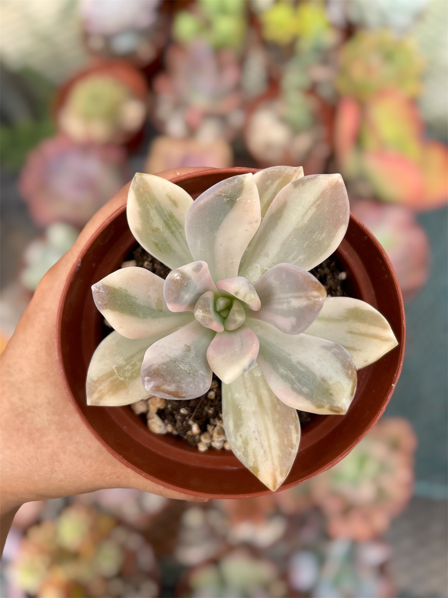 Pachyphytum Pachyphytoides Variegado