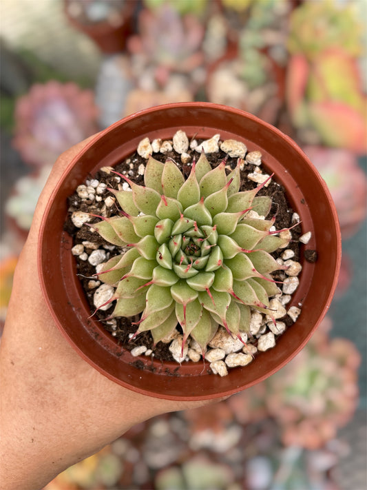 Graptoveria Silver Star
