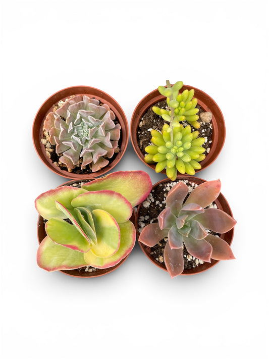 Pack de 4