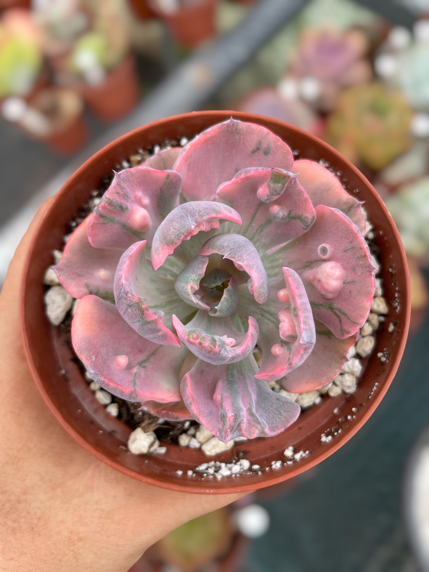 Echeveria Beyonce Rainbow