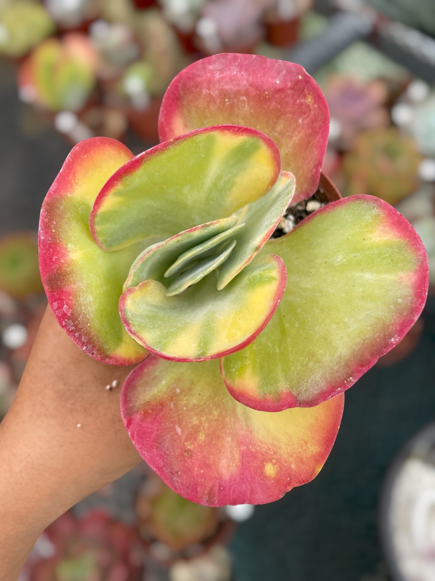 Kalanchoe Luciae Fantastic