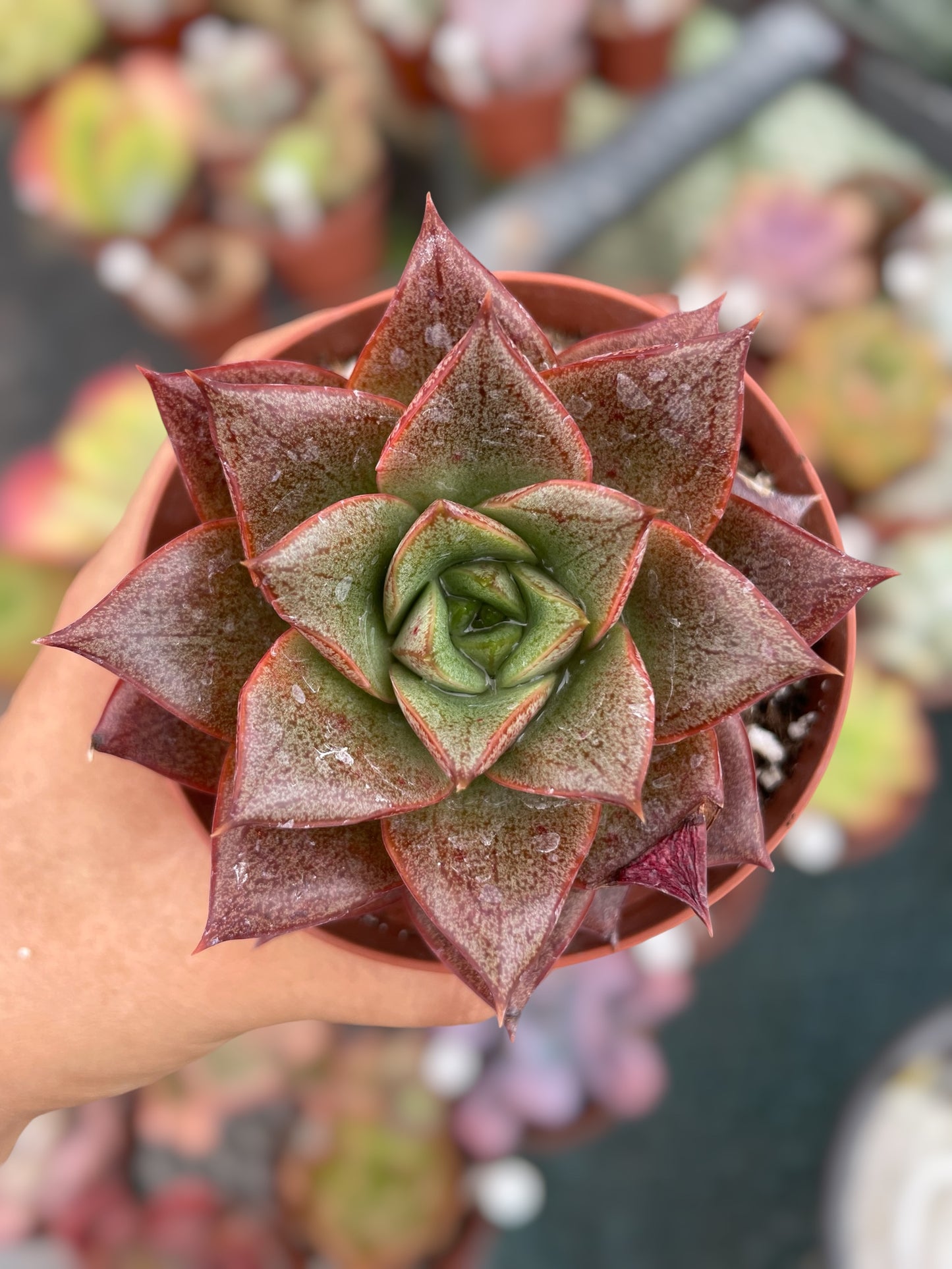Echeveria Purpusorum
