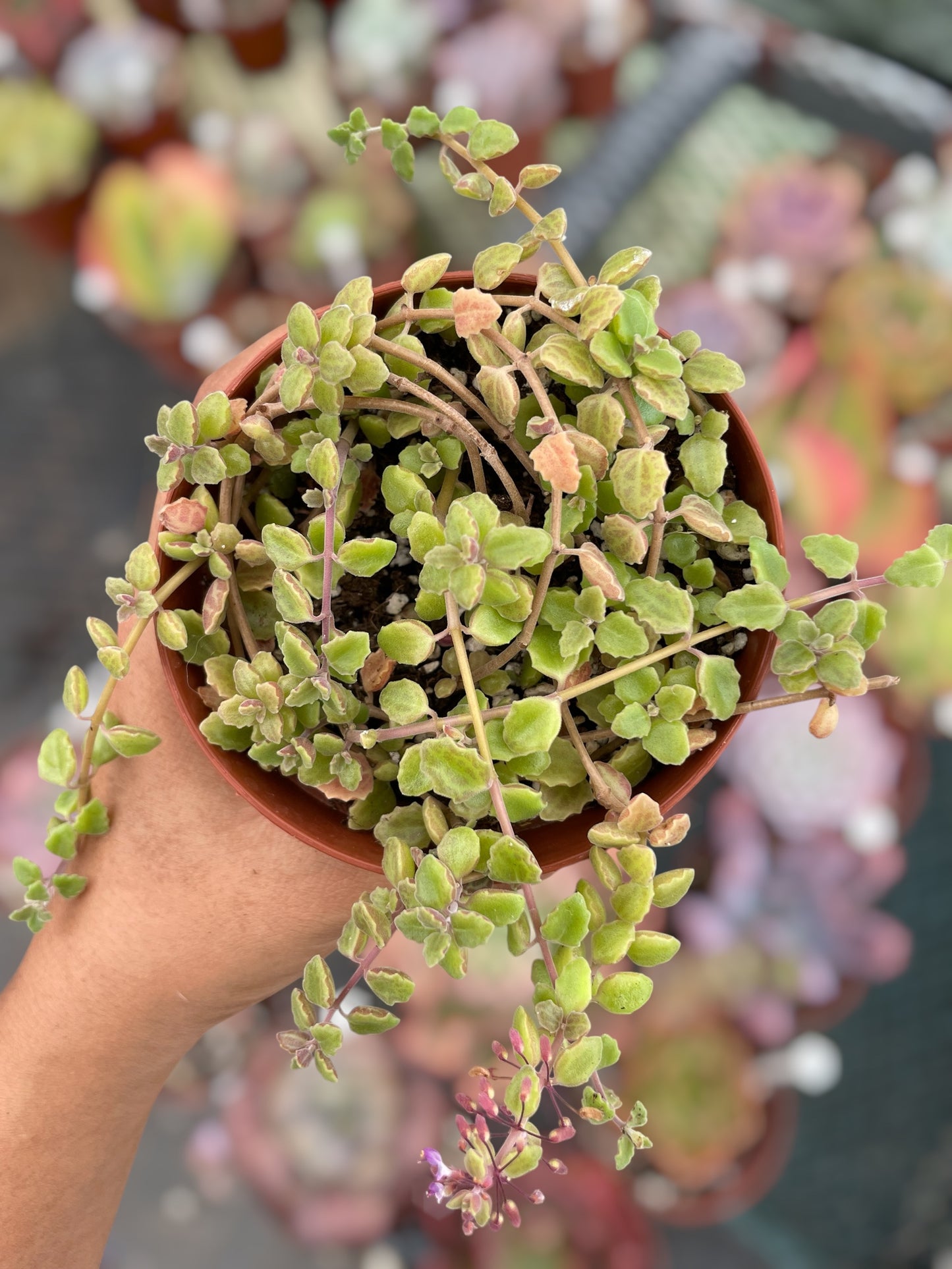 Plectanthus Prostratus