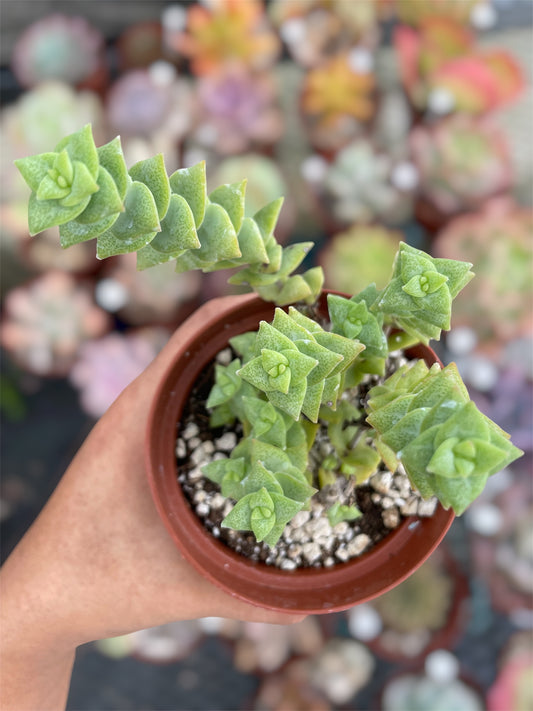 Crassula Perforata