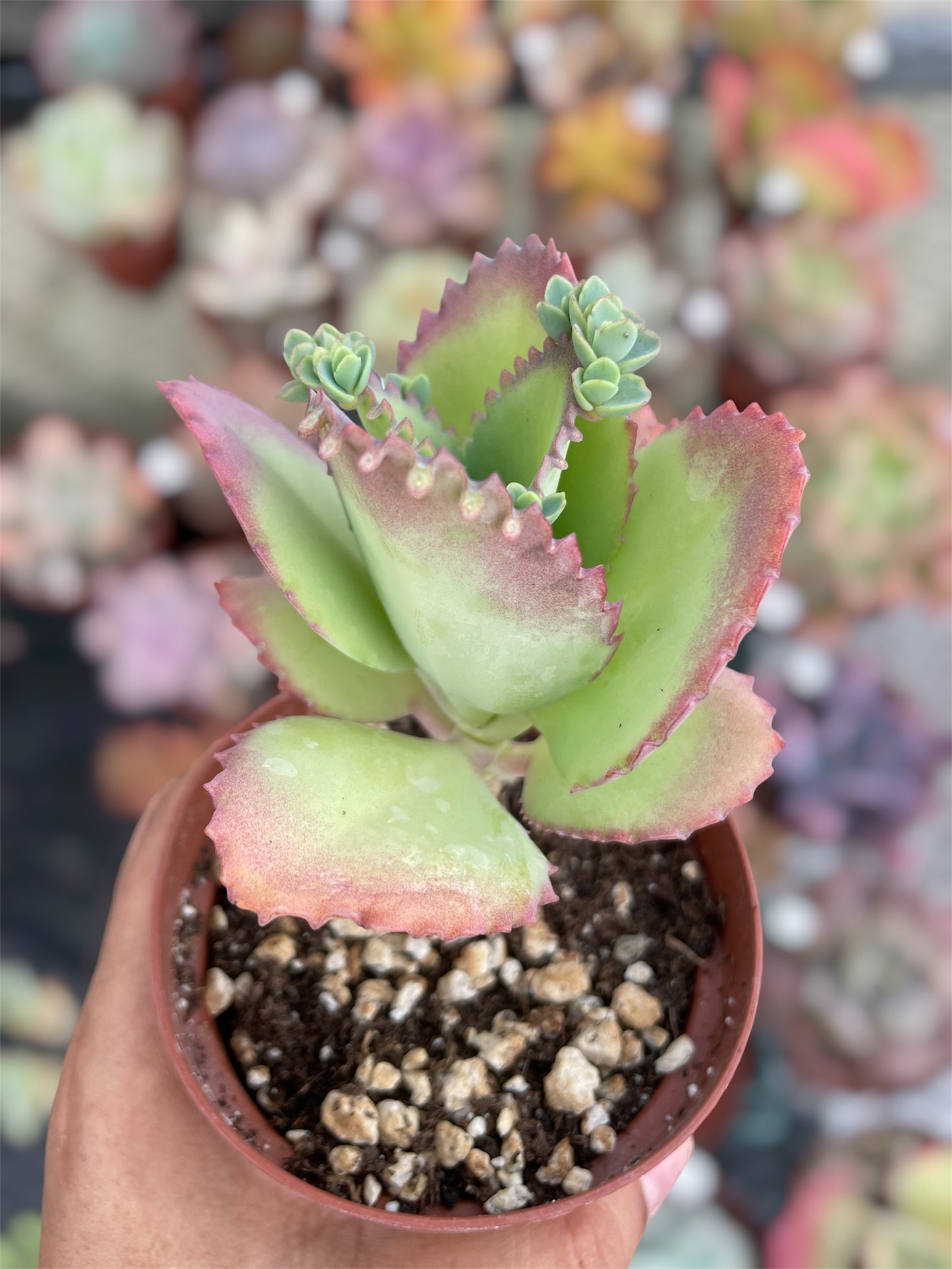 Kalanchoe Mala Madre