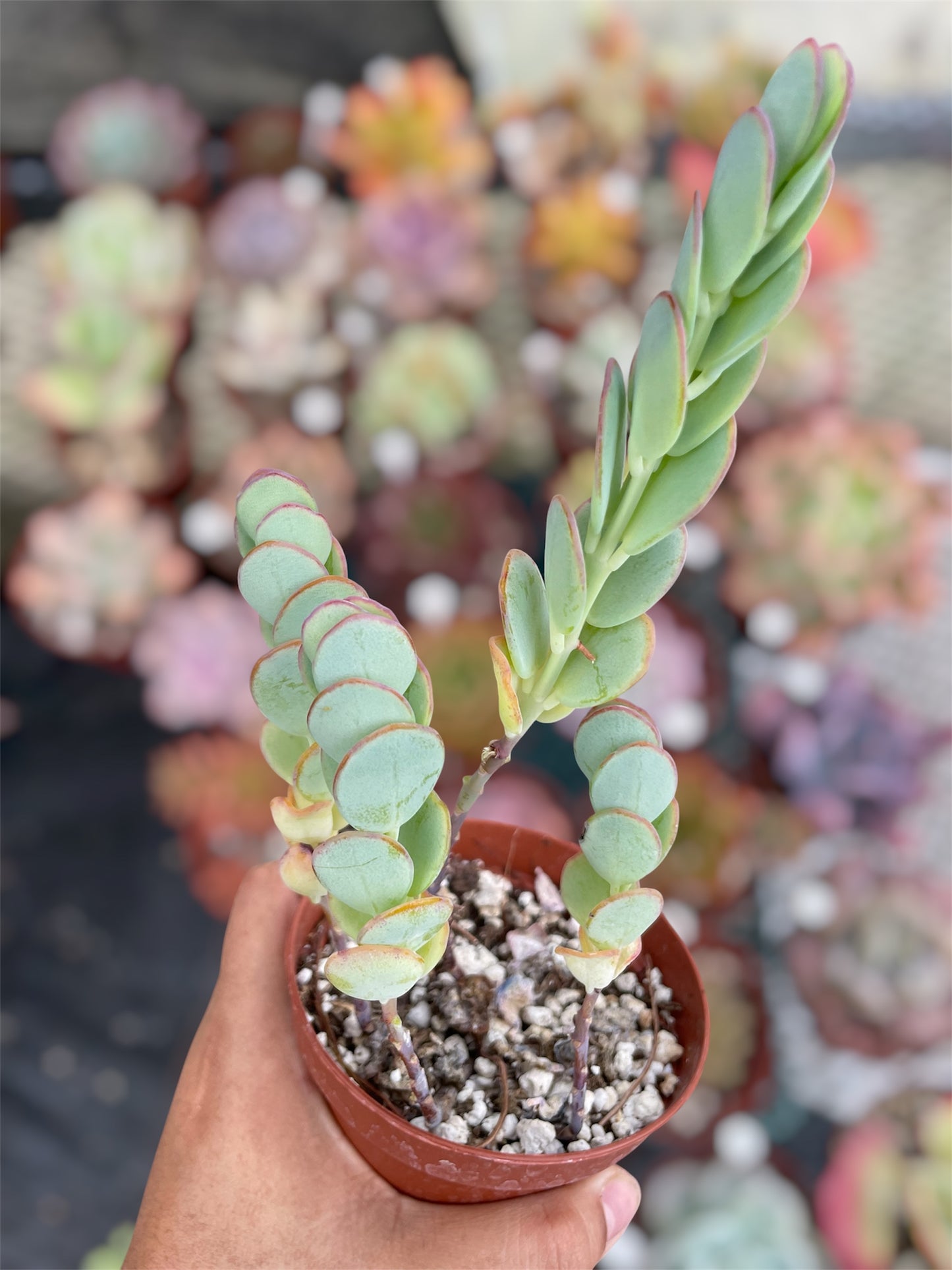 Kalanchoe Marnieriana