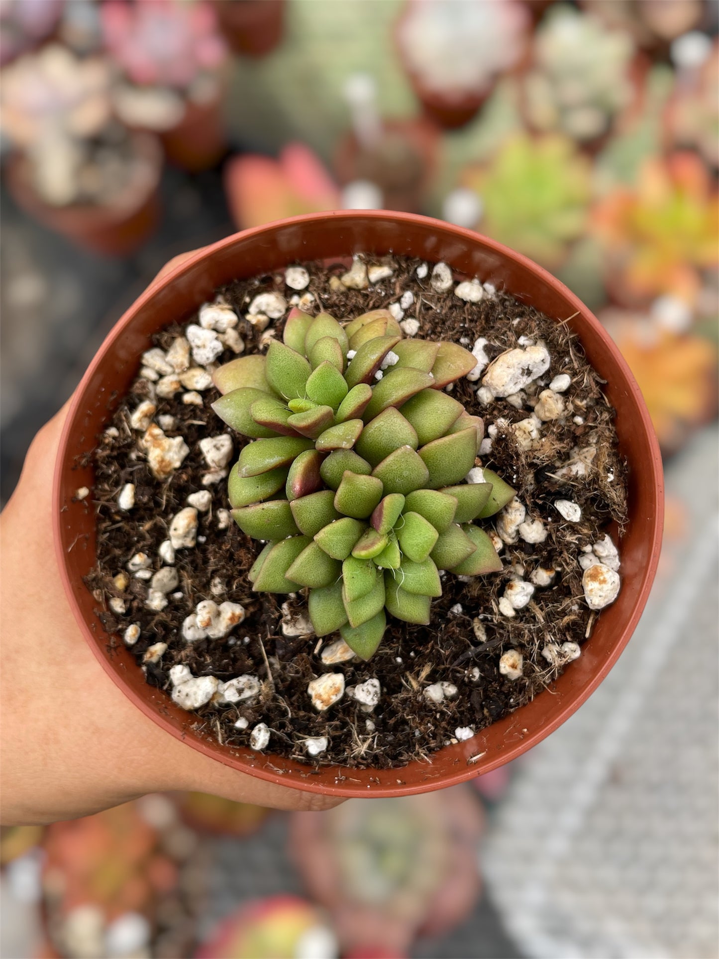 Anacampseros Rufescens