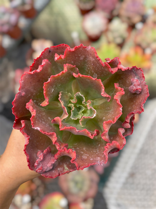 Echeveria Mauna loa