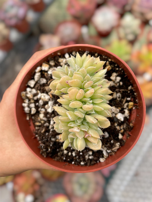 Echeveria Runyonii Crestada