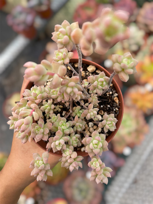 Echeveria Querencia