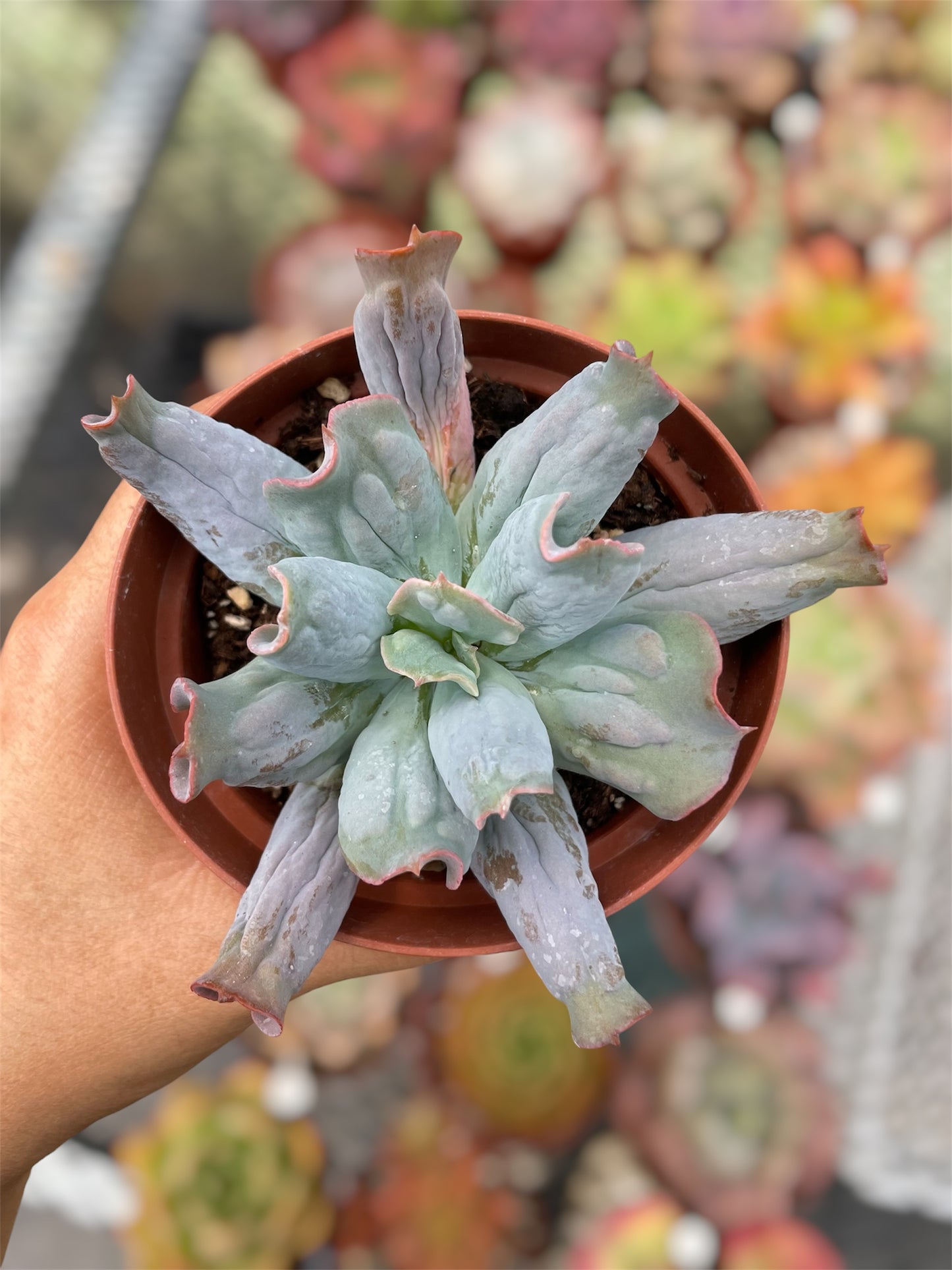 Echeveria Culibra