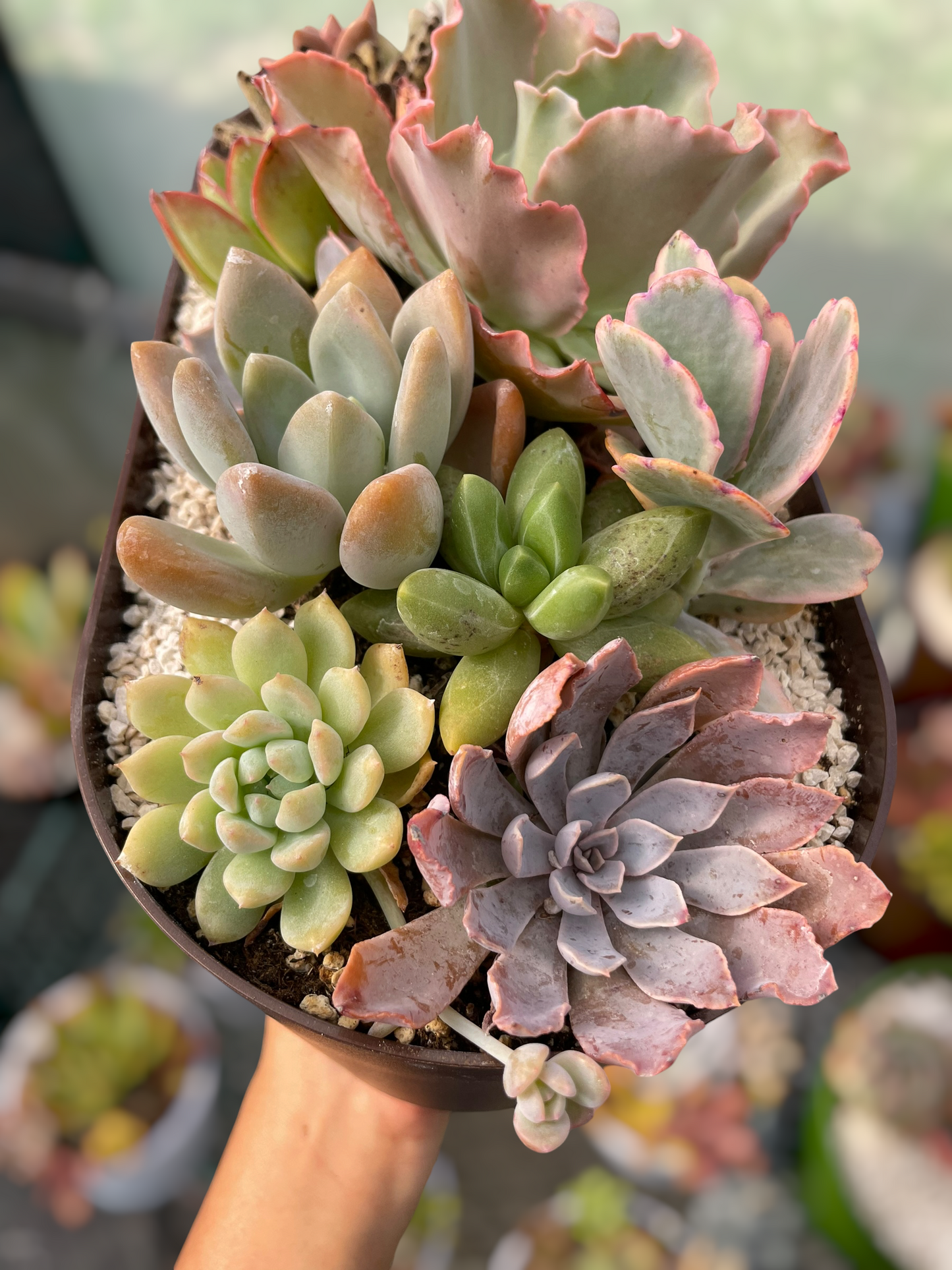 Arreglo jardinera 6