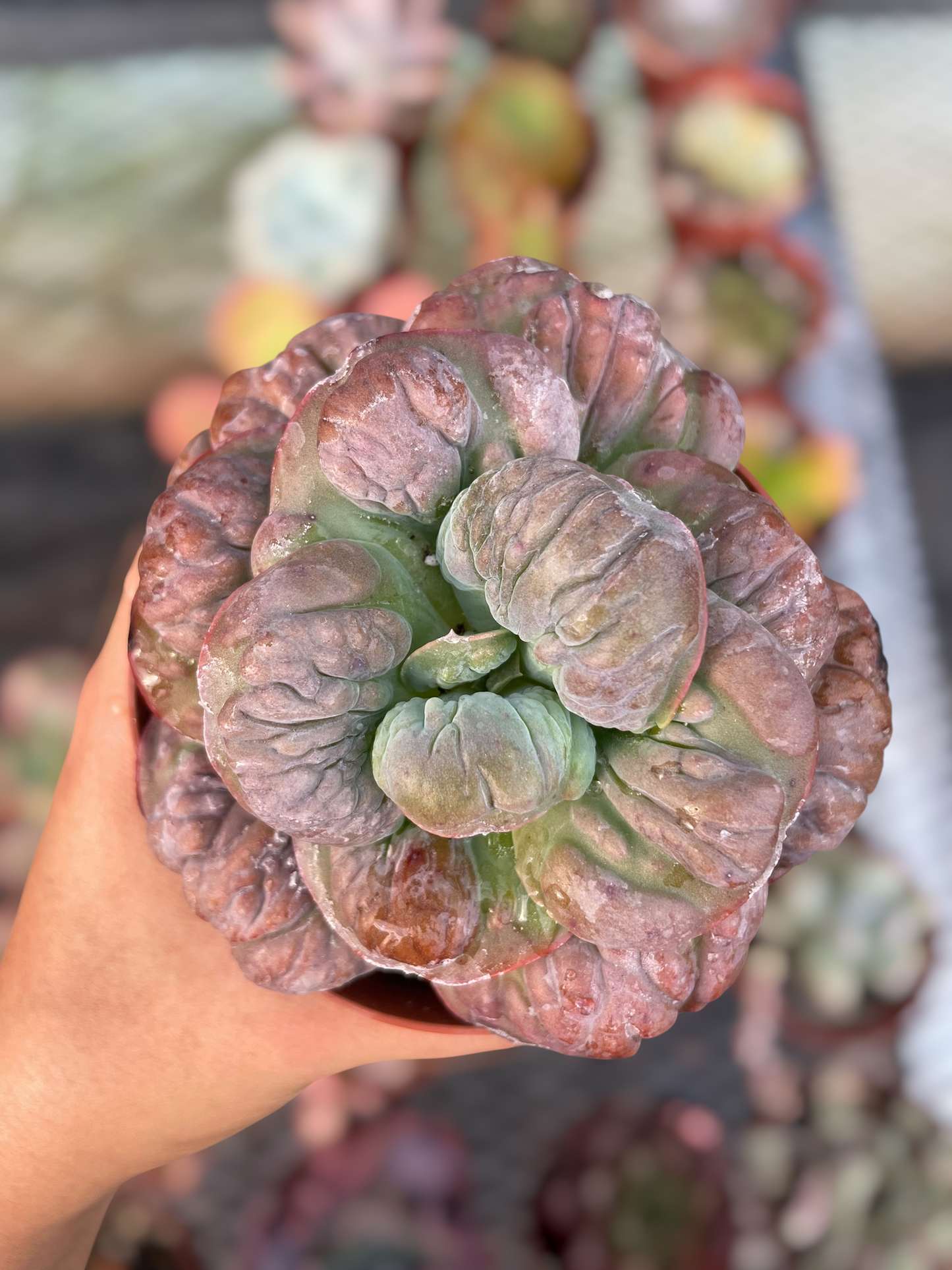Echeveria Meteorite