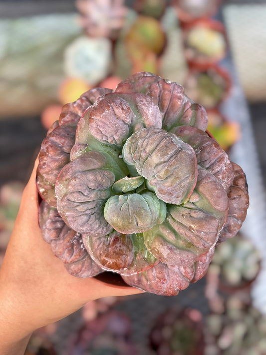 Echeveria Meteorite