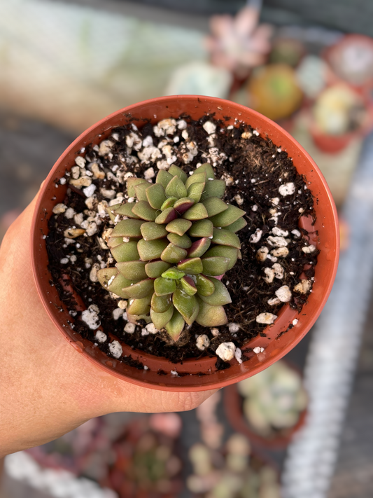 Anacampseros Rufescens